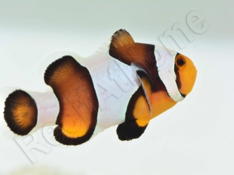 Amphiprion Mocha  élevage ACDP