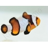 Amphiprion Mocha  élevage ACDP