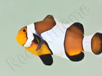 Amphiprion Mocha  élevage ACDP