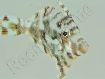 Acreichthys tomentosus S ELEVAGE FRANCE ACDP 