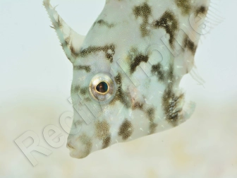 Acreichthys tomentosus S ELEVAGE FRANCE ACDP 