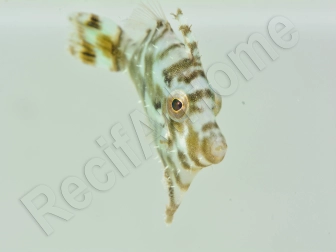 Acreichthys tomentosus S ELEVAGE FRANCE ACDP 