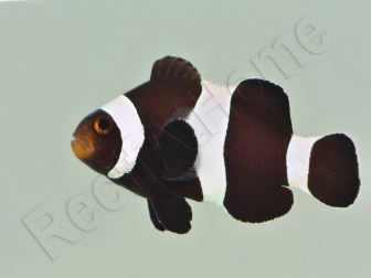 Amphiprion darwini full black Elevage France ACDP