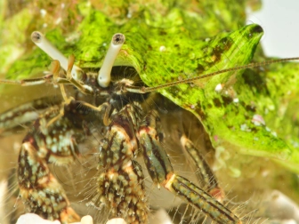 Calcinus sp CEBU