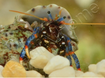 Clibanarius tricolor Bernard l'ermite pattes bleues