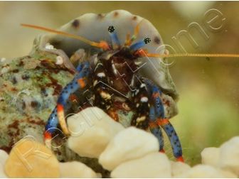 Clibanarius tricolor Bernard l'ermite pattes bleues