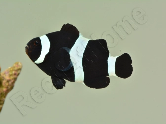 Amphiprion darwini full black M Elevage France