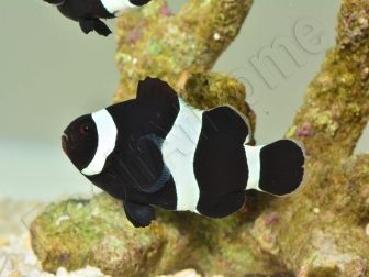 Amphiprion darwini full black M Elevage France