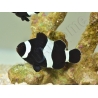 Amphiprion darwini full black M Elevage France