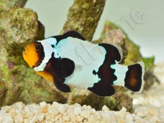 Amphiprion frostbite M Elevage France  MERS 