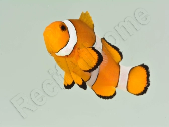 Amphiprion ocellaris Elevage France 4-6 cm