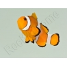 Amphiprion ocellaris Elevage France 4-6 cm