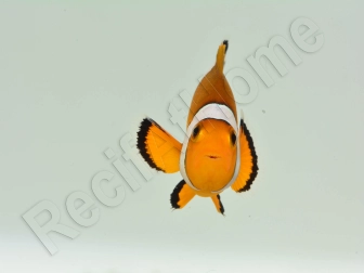 Amphiprion ocellaris Elevage France 4-6 cm