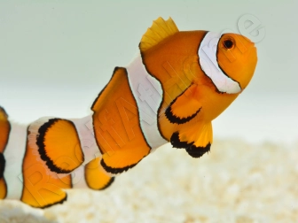 Amphiprion ocellaris Elevage France 4-6 cm