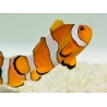 Amphiprion ocellaris Elevage France 4-6 cm