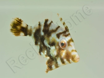 Acreichthys tomentosus M ELEVAGE FRANCE MERS ou Biota 