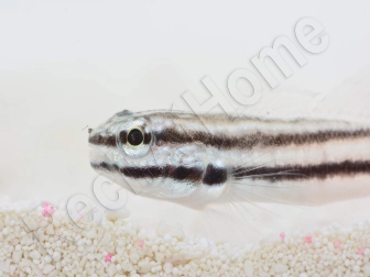 Amblygobius linki Elevage Biota