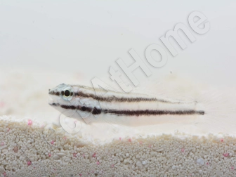 Amblygobius linki Elevage Biota