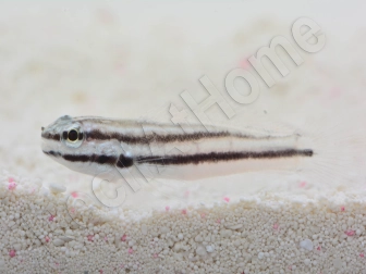 Amblygobius linki Elevage Biota