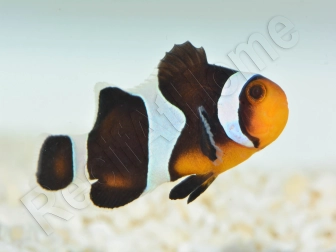 Amphiprion Darwini SM Elevage USA PROAQUATIX