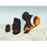 Amphiprion Darwini SM Elevage USA PROAQUATIX