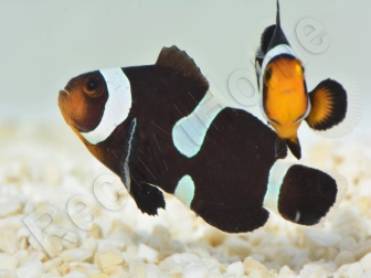 Amphiprion Darwini SM Elevage USA PROAQUATIX