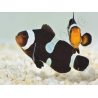 Amphiprion Darwini SM Elevage USA PROAQUATIX