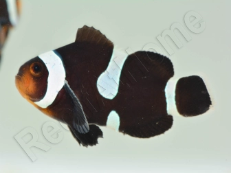 Amphiprion Darwini SM Elevage USA PROAQUATIX