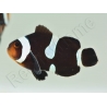 Amphiprion Darwini SM Elevage USA PROAQUATIX