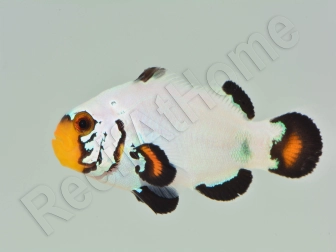 Amphiprion Sp Flurry Elevage USA PROAQUATIX