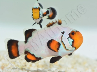 Amphiprion Sp Flurry Elevage USA PROAQUATIX