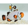 Amphiprion Sp Flurry Elevage USA PROAQUATIX