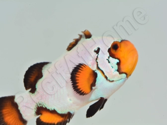 Amphiprion Sp Flurry Elevage USA PROAQUATIX