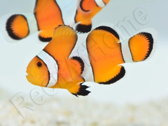 Amphiprion ocellaris - Sm Elevage USA PROAQUATIX