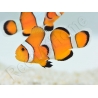 Amphiprion ocellaris - Sm Elevage USA PROAQUATIX