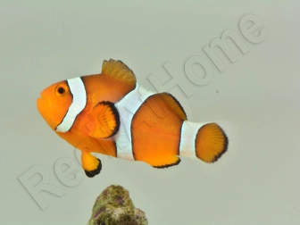 Amphiprion ocellaris poissons clowns élevage