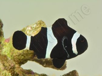 Amphiprion darwini