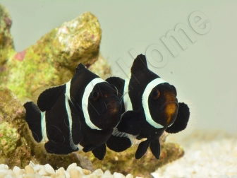 Amphiprion darwini