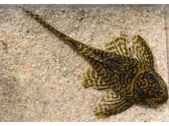  Hypancistrus sp. "King Tiger" (Amérique du Sud)