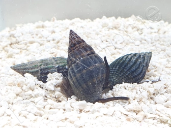 Nassarius Olivaceus L