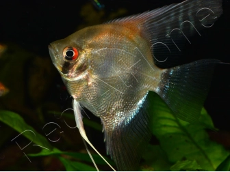 Scalaire mix - Pterophyllum scalare (Amérique du Sud)