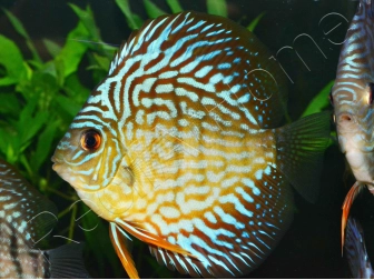 Discus 10 cm élevage Vietnam (Amérique du Sud)