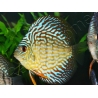 Discus 10 cm élevage Vietnam (Amérique du Sud)