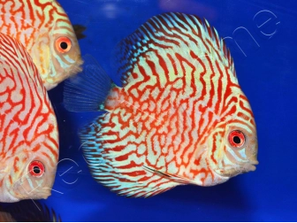 Discus 10 cm élevage Vietnam (Amérique du Sud)