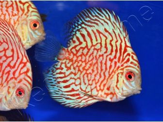 Discus 10 cm élevage Vietnam (Amérique du Sud)