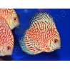 Discus 10 cm élevage Vietnam (Amérique du Sud)