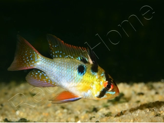 Ramirezi - Mikrogeophagus ramirezi (Amérique du Sud)