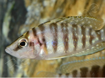 Altolamprologus calvus - Altolamprologus calvus Black (Tanganyika)