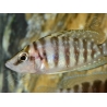 Altolamprologus calvus - Altolamprologus calvus Black (Tanganyika)