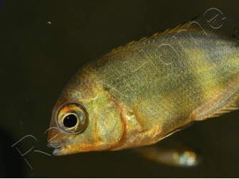 Paretroplus menarambo (Madagascar) 